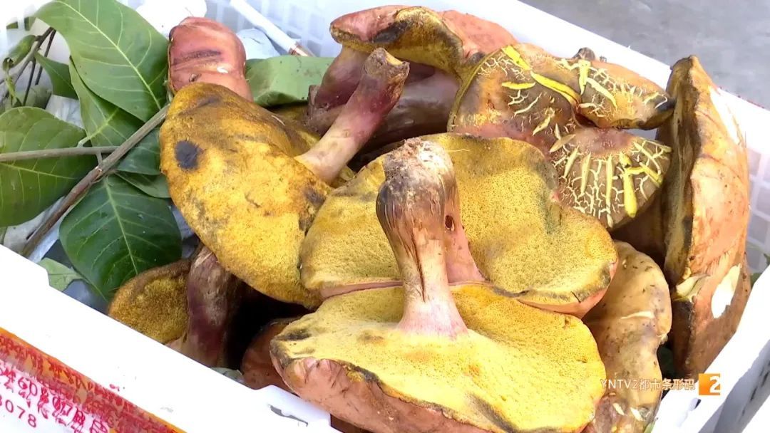 全网最刺激的头水云南菌子上线了！价格1000＋起步，敢不敢下嘴？