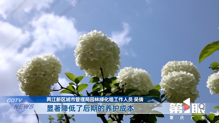 重庆街头的木绣球为何“出圈”？欠全国人民的解释来了