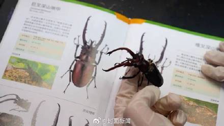 旅客带430只甲虫入境被全部销毁 包含世界最大甲虫之一的“大力神”