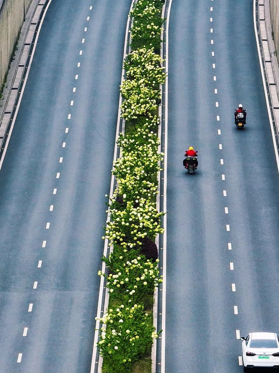 重庆街头的木绣球为何“出圈”？欠全国人民的解释来了