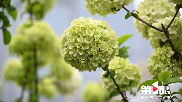 重庆街头的木绣球为何“出圈”？欠全国人民的解释来了