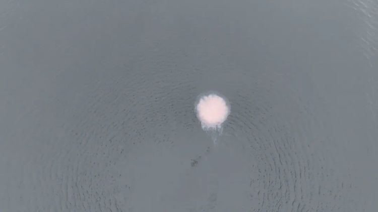 深圳一海域出现“像塑料袋又像气球”的生物!专家紧急提醒 深圳一海域出现“像塑料袋又像气球”的生物!专家紧急提醒