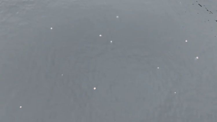 深圳一海域出现“像塑料袋又像气球”的生物!专家紧急提醒 深圳一海域出现“像塑料袋又像气球”的生物!专家紧急提醒