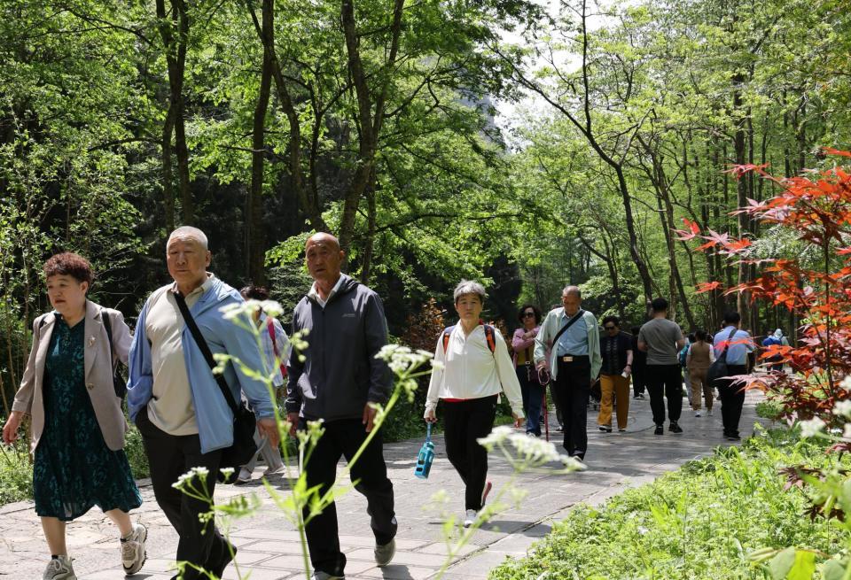 湖南张家界：春意盎然，旅游升温