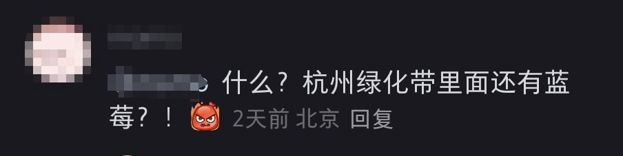 杭州绿化带里竟然种上了蓝莓！网友：能吃吗？
