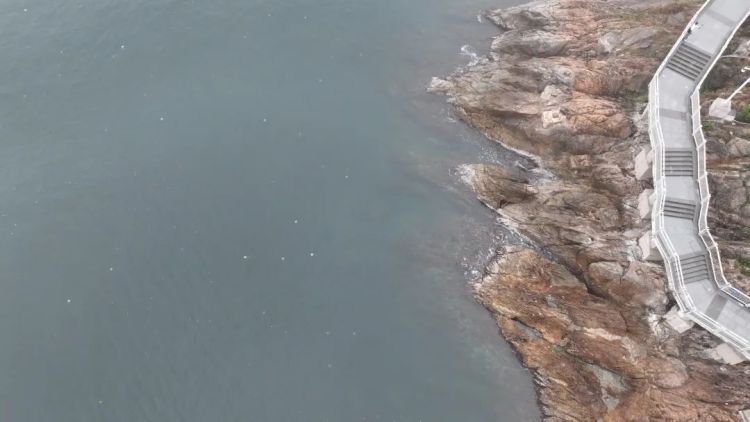 深圳一海域出现“像塑料袋又像气球”的生物!专家紧急提醒 深圳一海域出现“像塑料袋又像气球”的生物!专家紧急提醒