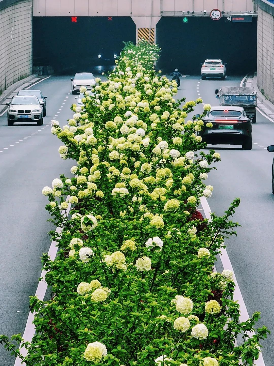 重庆街头的木绣球为何“出圈”？欠全国人民的解释来了