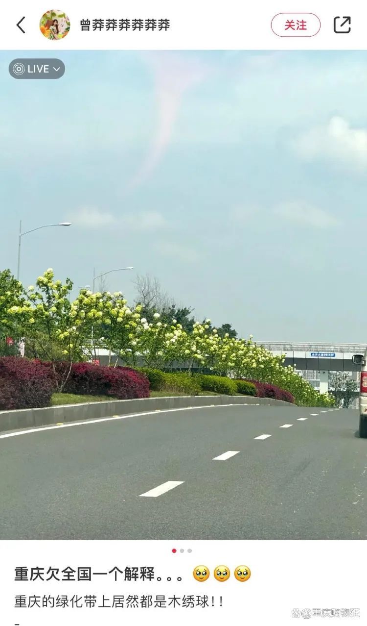 重庆街头的木绣球为何“出圈”？欠全国人民的解释来了