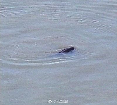 武汉江豚湾半个月出现20多头江豚