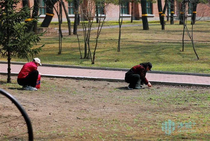 公园绿地的野菜慎挖！别让“尝鲜”变“尝险”