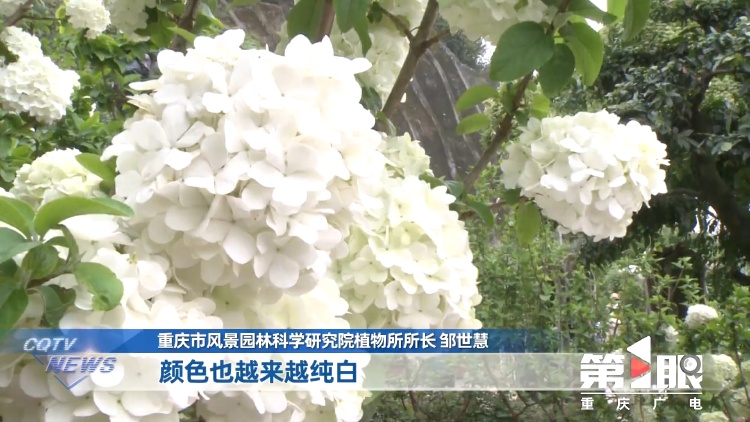 重庆街头的木绣球为何“出圈”？欠全国人民的解释来了