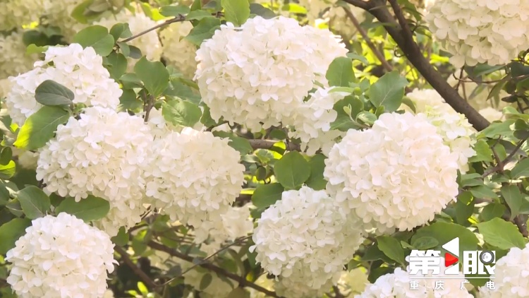 重庆街头的木绣球为何“出圈”？欠全国人民的解释来了