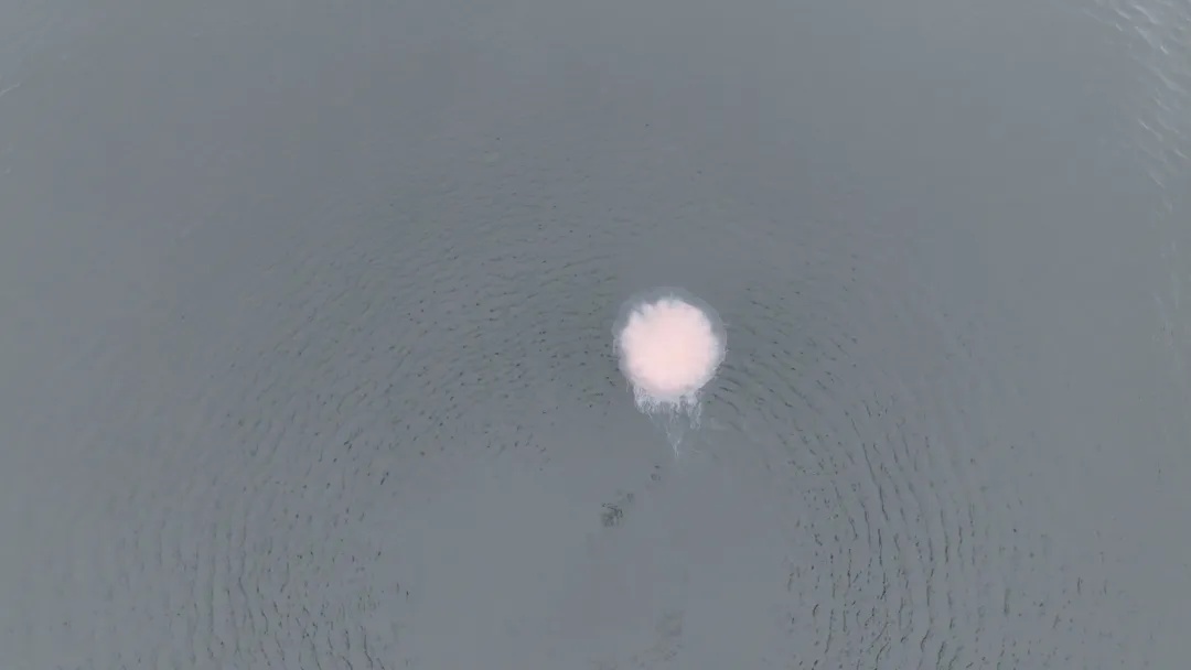 像塑料袋又像气球!专家:立即远离 像塑料袋又像气球!专家:立即远离