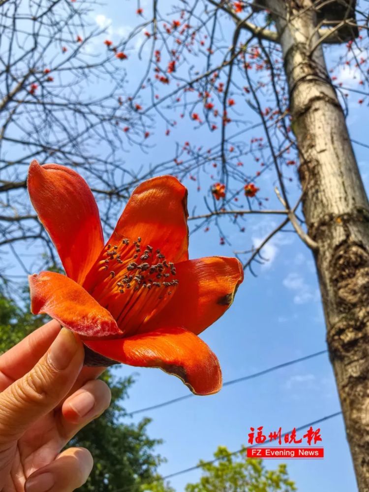 福州街头大量出现木棉花,已有人带回家吃了!医生紧急提醒 福州街头大量出现木棉花,已有人带回家吃了!医生紧急提醒