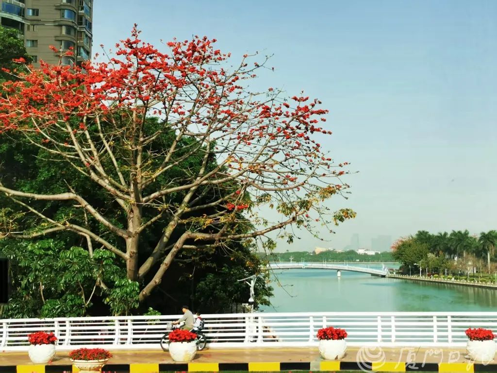 别捡！别吃！厦门街头正大量出现！