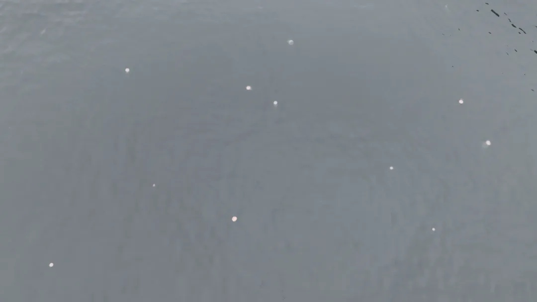 像塑料袋又像气球!专家:立即远离 像塑料袋又像气球!专家:立即远离