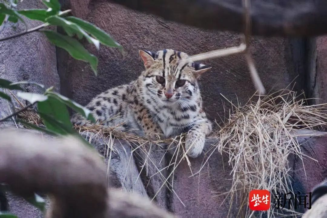 你的“猫主子”竟在隋唐时期才到中国！东汉以前中国“家猫”主要是豹猫