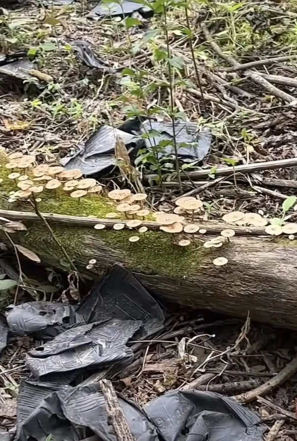 突然又火了！成都有人组团开捡，多方提醒：危险！