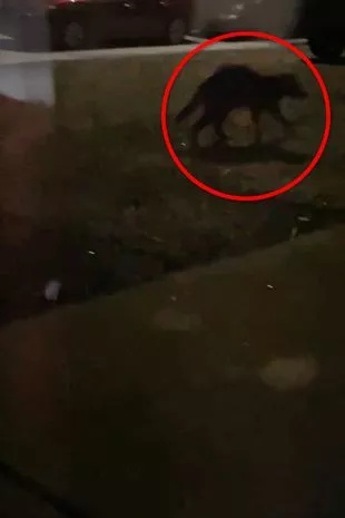 美国一女子拍下神秘动物，引发百万网友猜测，目前无法确定身份