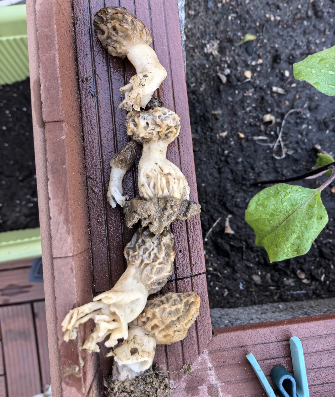 荷花缸里长出羊肚菌，中科院博士“千里求菌” ！网友：坐等羊肚菌自由