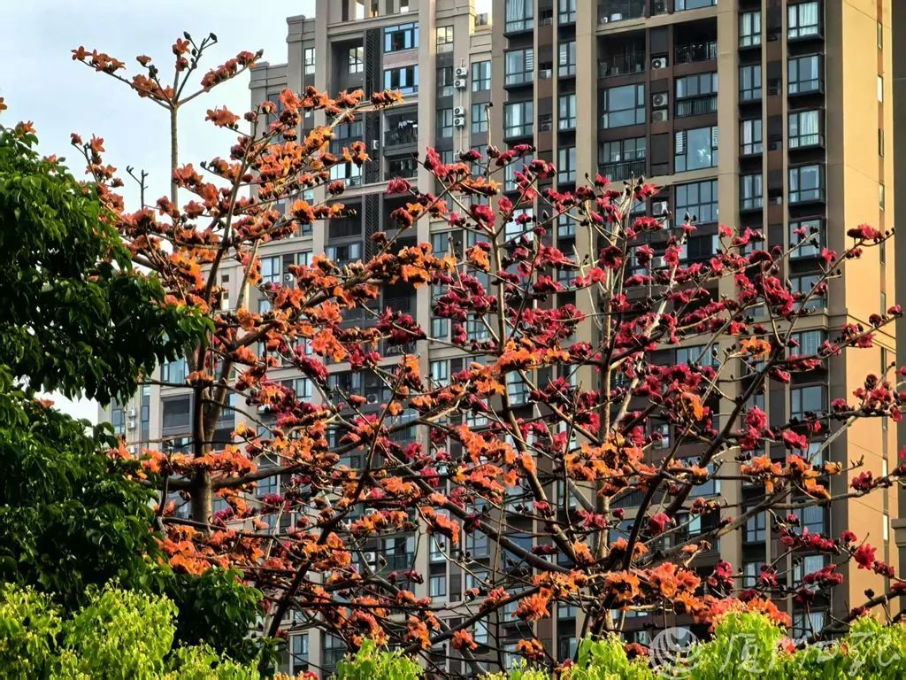 别捡！别吃！厦门街头正大量出现！