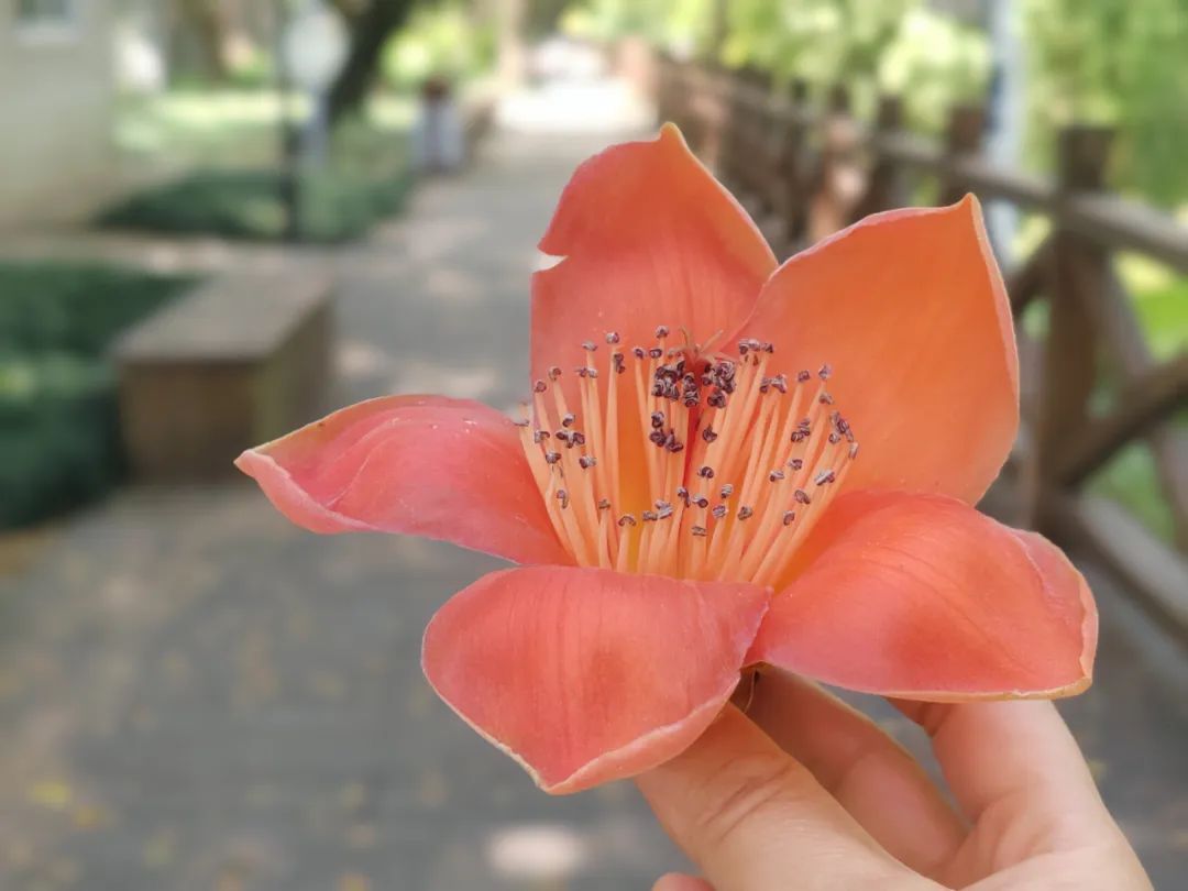 别捡！别吃！福州街头大量出现！