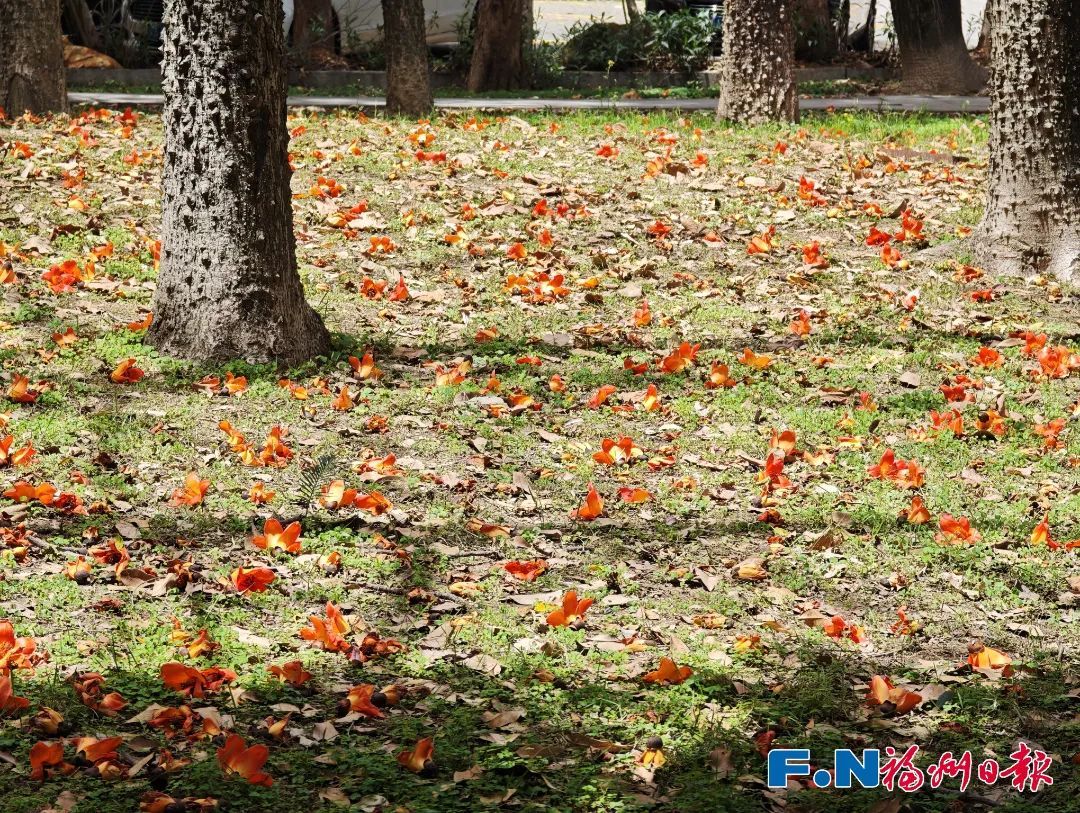 别捡！别吃！福州街头大量出现！