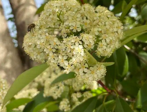 多地街头正大量盛开!气味难以描述,重庆网友:闻到头晕…… 多地街头正大量盛开!气味难以描述,重庆网友:闻到头晕……