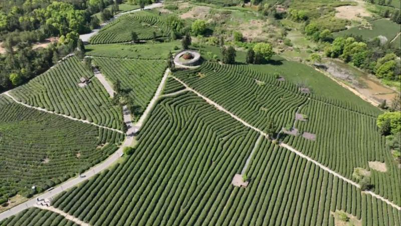 江西上饶:茶咖融合“破圈”发展 探索乡村振兴新路径 江西上饶:茶咖融合“破圈”发展 探索乡村振兴新路径