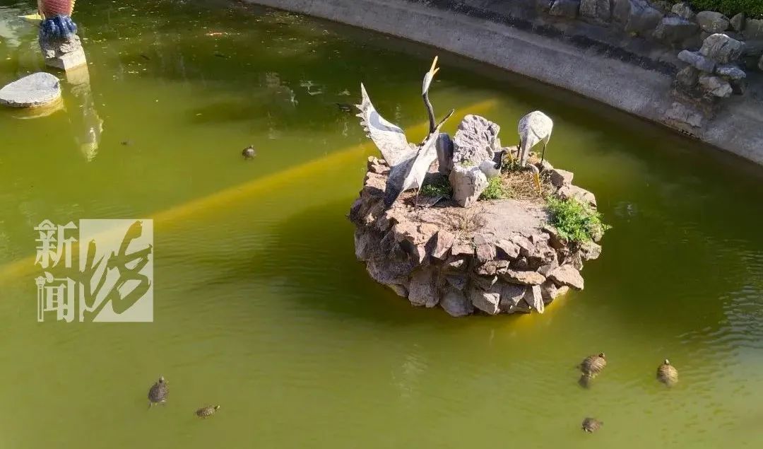 上海一小区出现大量外来物种!近期数量激增,官方紧急提醒 上海一小区出现大量外来物种!近期数量激增,官方紧急提醒