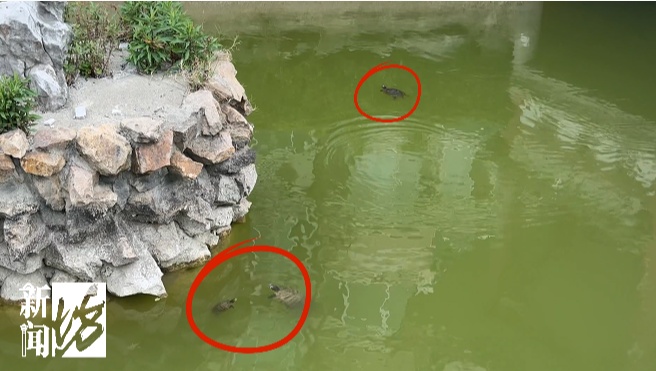 上海一小区出现大量外来物种!近期数量激增,官方紧急提醒 上海一小区出现大量外来物种!近期数量激增,官方紧急提醒