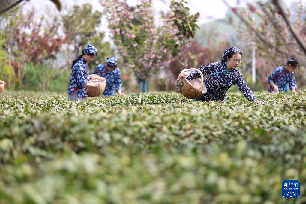 春茶飘香采摘忙