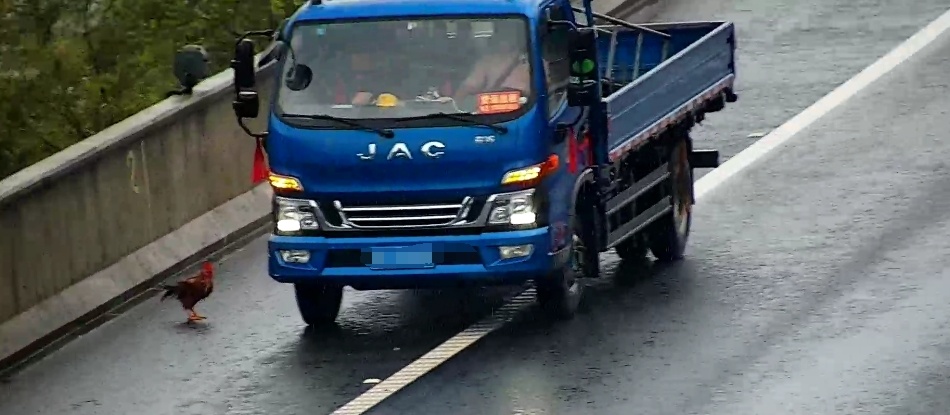 高速倒车为“救鸡”? 高速倒车为“救鸡”?