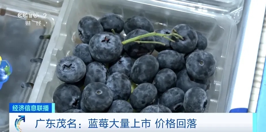 大量上市！从前按克买的蓝莓，现在价格“腰斩”→