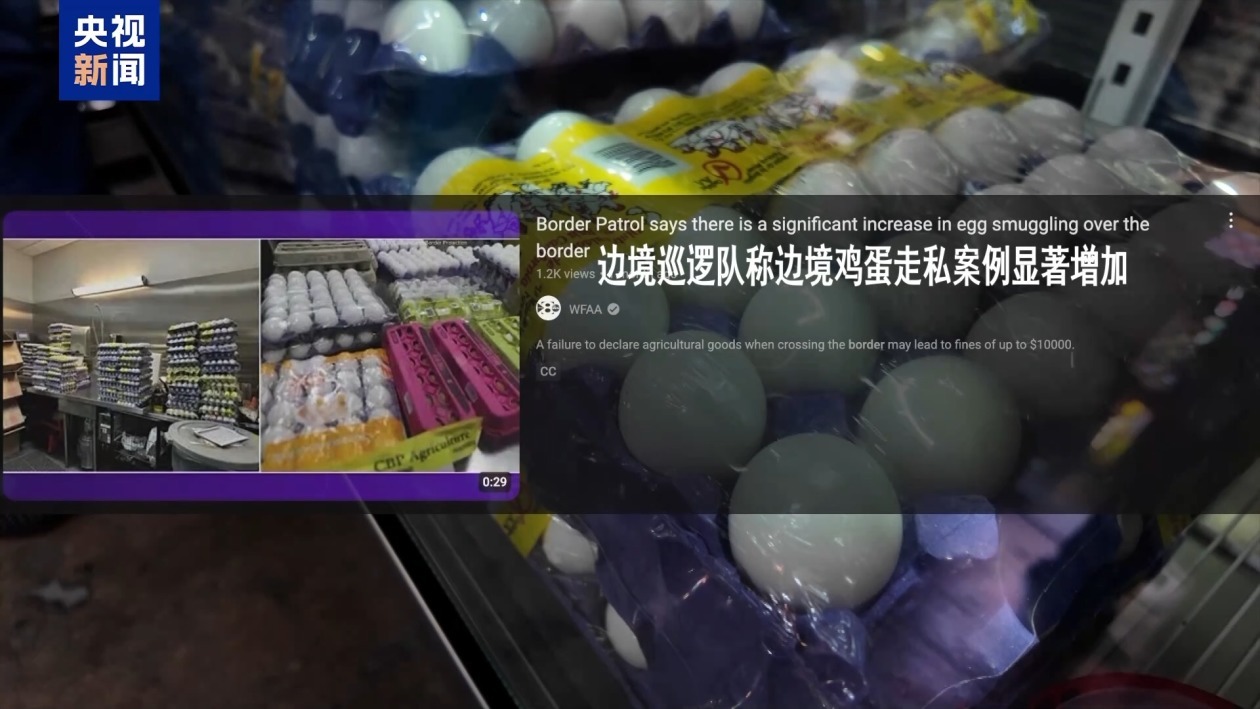 美国人跨境“寻蛋” 美墨边境鸡蛋走私案显著增加