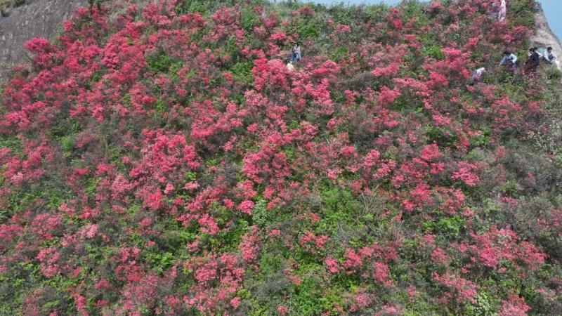 江西万安:最美人间四月天 柏岩仙山杜鹃艳 江西万安:最美人间四月天 柏岩仙山杜鹃艳