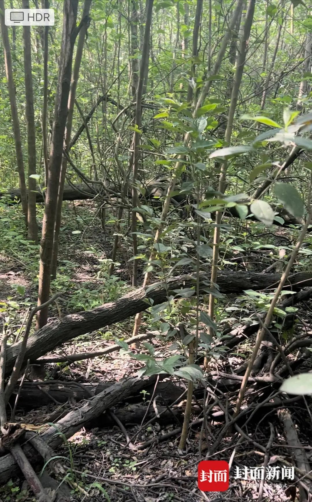 突然又火了！成都有人组团开捡，多方提醒：危险！