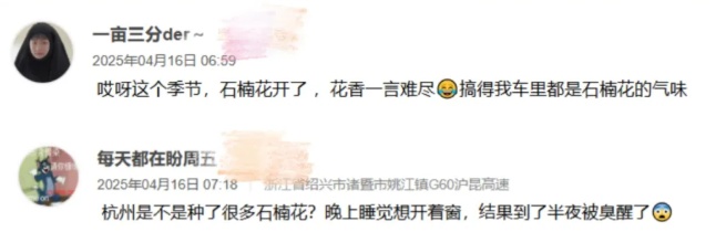 多地街头正大量盛开!气味难以描述,重庆网友:闻到头晕…… 多地街头正大量盛开!气味难以描述,重庆网友:闻到头晕……