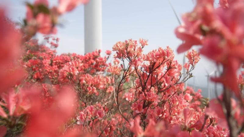 江西万安:最美人间四月天 柏岩仙山杜鹃艳 江西万安:最美人间四月天 柏岩仙山杜鹃艳