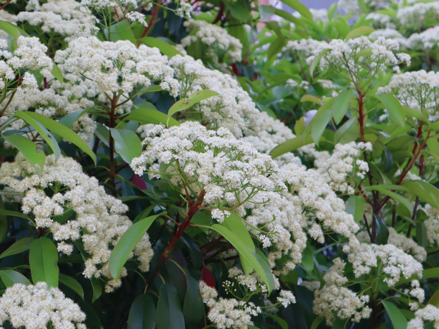 多地街头正大量盛开!气味难以描述,重庆网友:闻到头晕…… 多地街头正大量盛开!气味难以描述,重庆网友:闻到头晕……