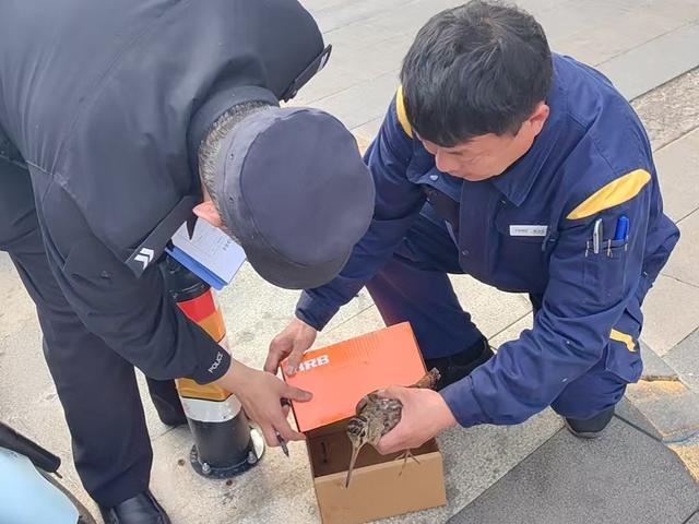 国家一级保护动物惊现日照街头！警民联手上演暖心救援，结局太治愈！