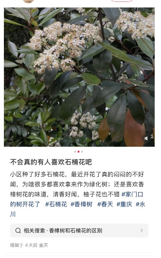 多地街头正大量盛开!气味难以描述,重庆网友:闻到头晕…… 多地街头正大量盛开!气味难以描述,重庆网友:闻到头晕……