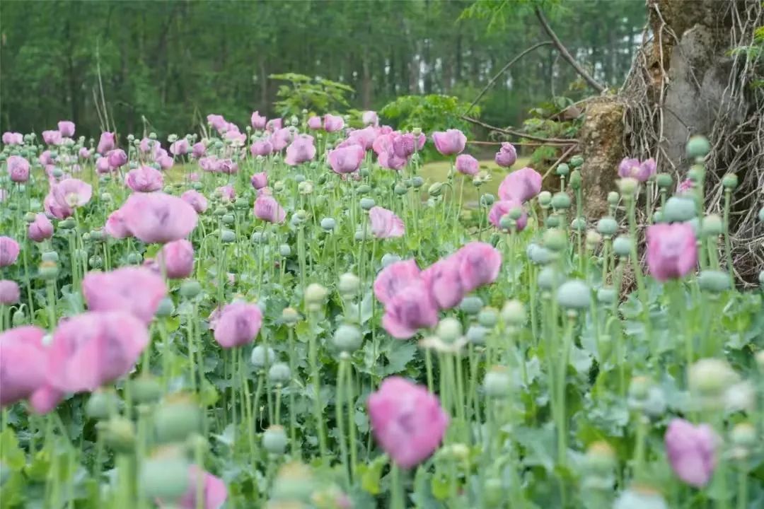 这种花,种不得!看到立即报警 这种花,种不得!看到立即报警