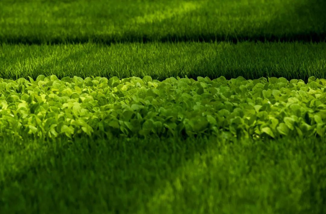 新发布食品安全标准,怎样影响你我生活? 新发布食品安全标准,怎样影响你我生活?