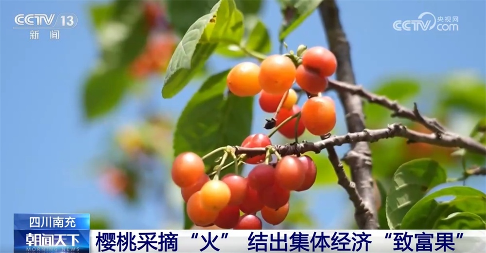 多彩番茄、甜美樱桃、冷水鱼 特色产业赋能乡村振兴结出“累累硕果”