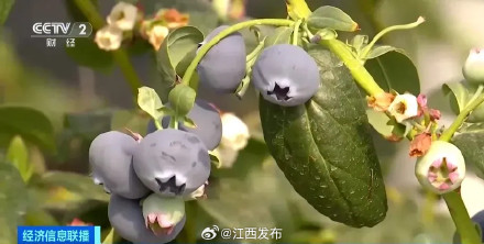 价格“腰斩”!这一水果大量上市了 价格“腰斩”!这一水果大量上市了