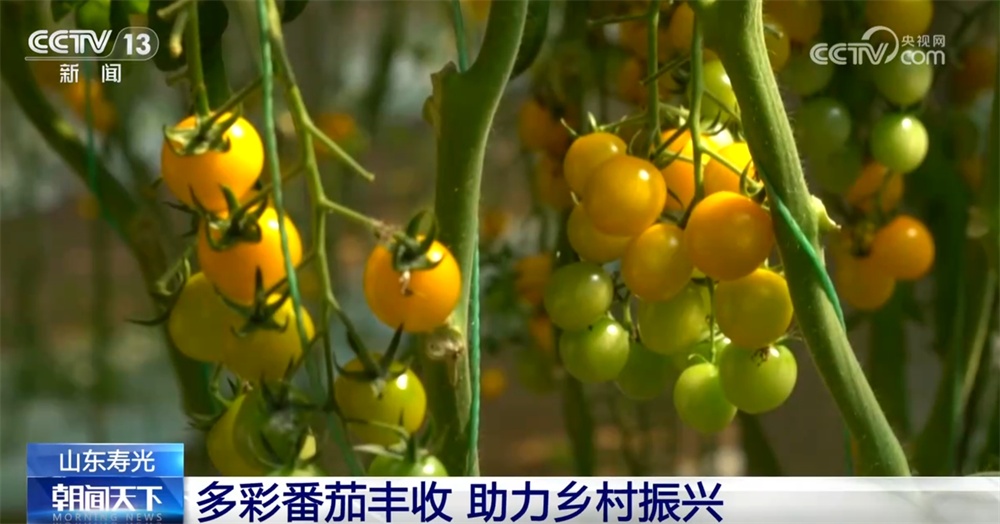 多彩番茄、甜美樱桃、冷水鱼 特色产业赋能乡村振兴结出“累累硕果”