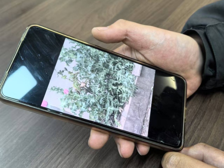 外卖小哥报警，宁波有人被罚！警方提醒：这种花种不得