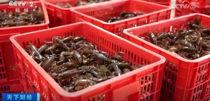 小龙虾抢“鲜”上市 价格将更加亲民