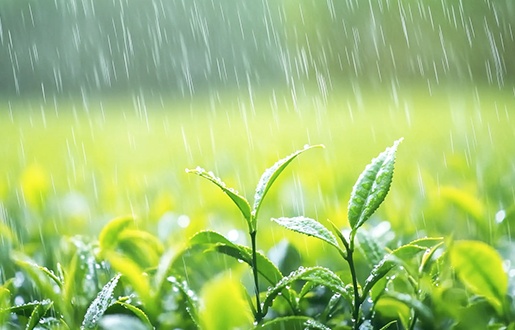 谷雨｜二十四节气习俗趣事与养生